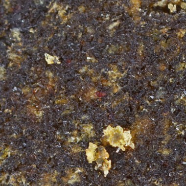 Résine CBD - L'Afghan pollen de CBD - 26% - macro