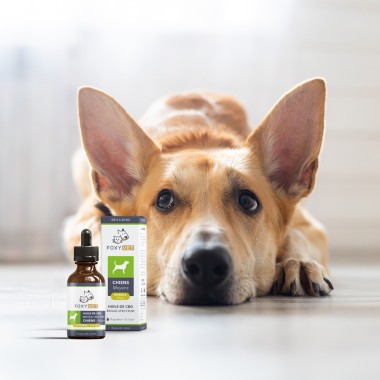 FOXYVET : Une huile de CBD pour chien sans THC - CBD.fr Pro