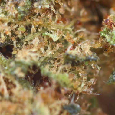 Cheap indoor CBD flower macro