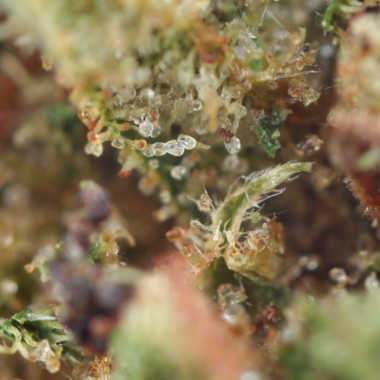 cheap CBD flowers delivered in switzerland - macro pas cher