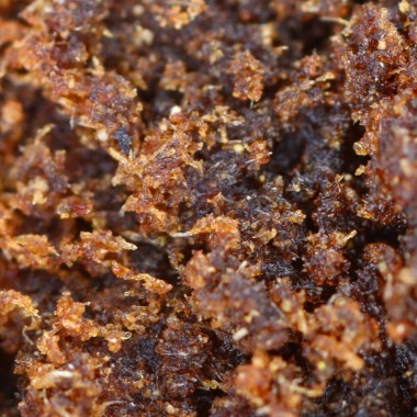 CBD Resin - CBD Pollen Fat - 19.9% - macro