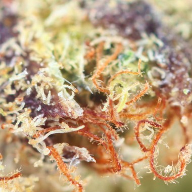 Ivory Durban Poison - Macro CBD flowers