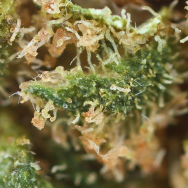 Flower of CBD wedding cake premium not expensive on cbd.fr