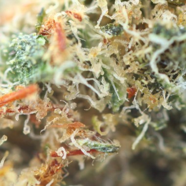 Supreme Amnesia Swiss CBD Flowers - Ivory