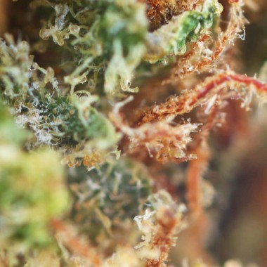 White Widows - CBD flowers indoor france macro pas cher