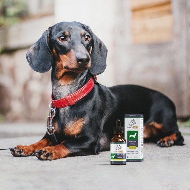 CBD oil for small dogs - CBD.co.uk Pro