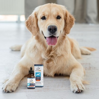 Foxyvet - CBD oil for professional dogs - CBD.fr Pro