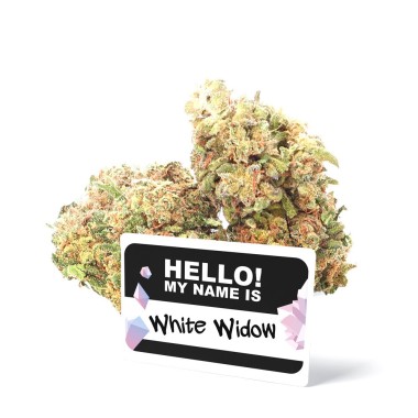 Ivory White Widow CBD flower - CBD.co.uk Pro