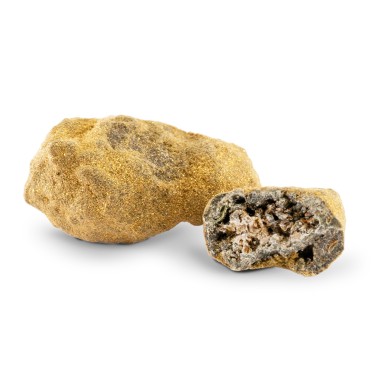 Gold Rock 44% CBD Ivory en cbd.es