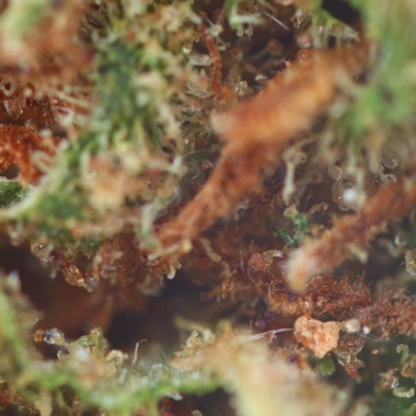 banana kush CBD flores baratas de easy weed macro