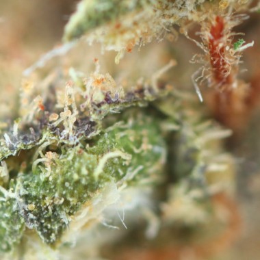 O.G cookie CBD flores marfil barato en cbd.fr
