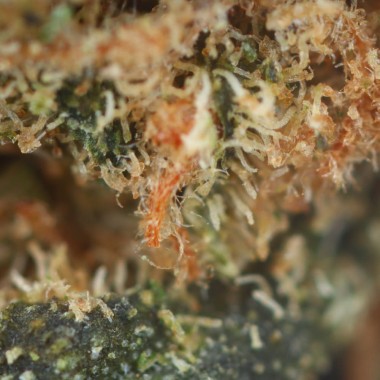 marfil - potentes flores de CBD baratas en cbd.es