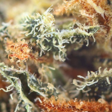 CBD Ivory Tropicana macro flores baratas en cbd.es