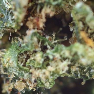 Flor CBD Royal Cheese - CBD.es Pro